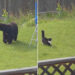 🐱 VIDEO: Gato valiente ahuyenta oso 🐻😱