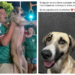 🐾 VIDEO: Perrita extraviada aparece en celebración del Mundial