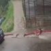 VIDEO: Adolescente muere al ser arrastrado por corriente🌊