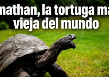 🐢 Jonathan la tortuga más longeva del mundo sigue haciendo historia