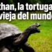 🐢 Jonathan la tortuga más longeva del mundo sigue haciendo historia