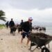 Isla Mujeres retira 12,000 toneladas de sargazo en 2026