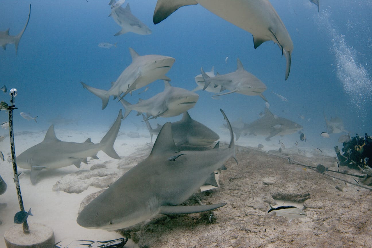 Regresa Festival del Tiburón Toro en Playa del Carmen
