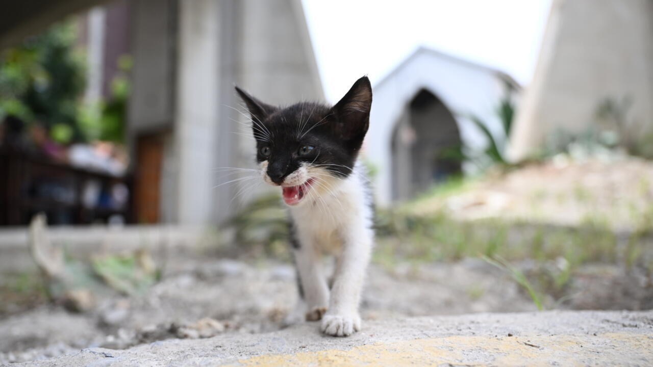 Mascotas rescatadas en Venezuela esperan a sus dueños