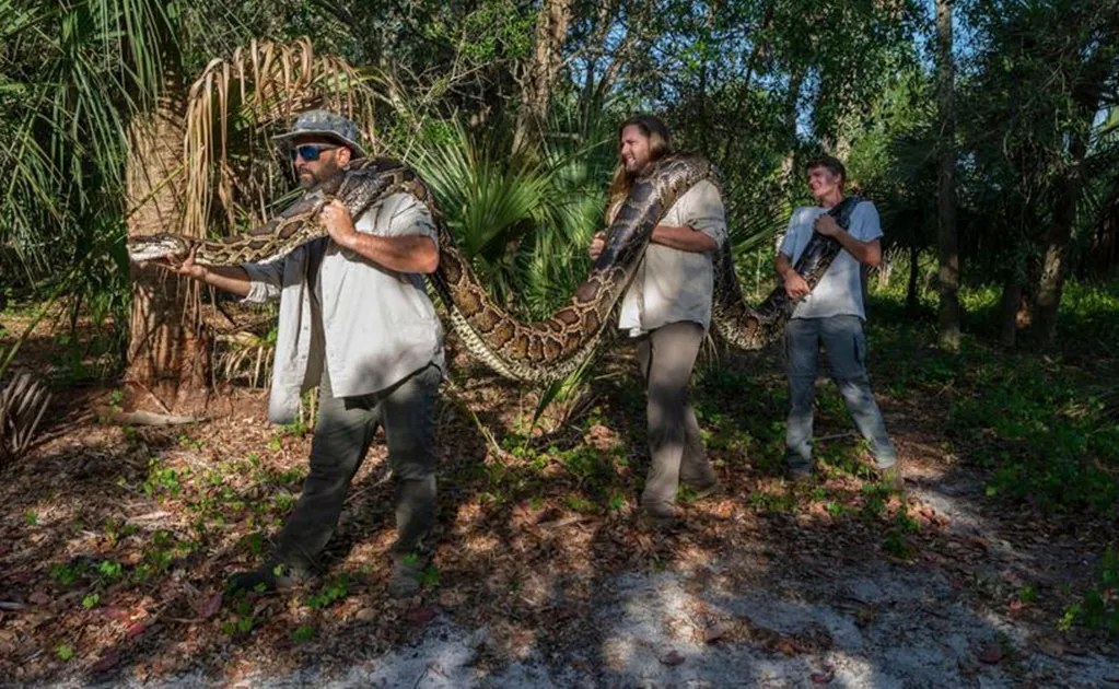 Cazadores inician captura de pitones en Florida