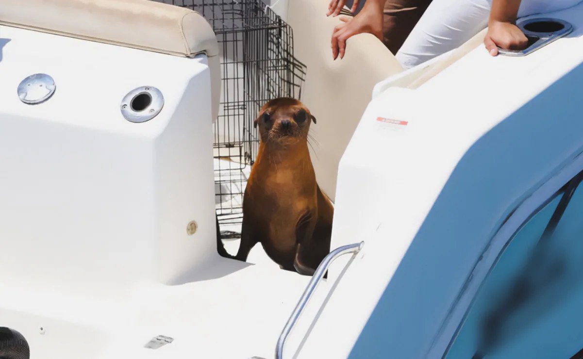 Profepa libera loba marina tras dos meses de rehabilitación