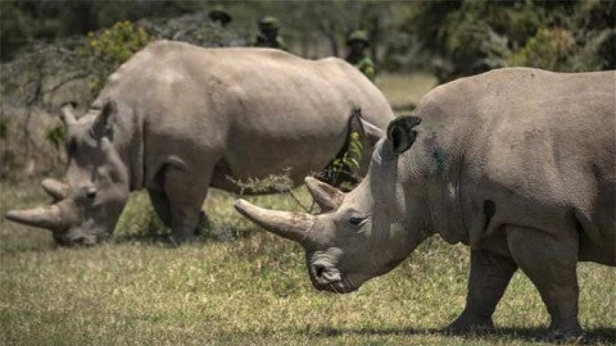 Sudáfrica pierde prohibición exportación cuernos rinoceronte
