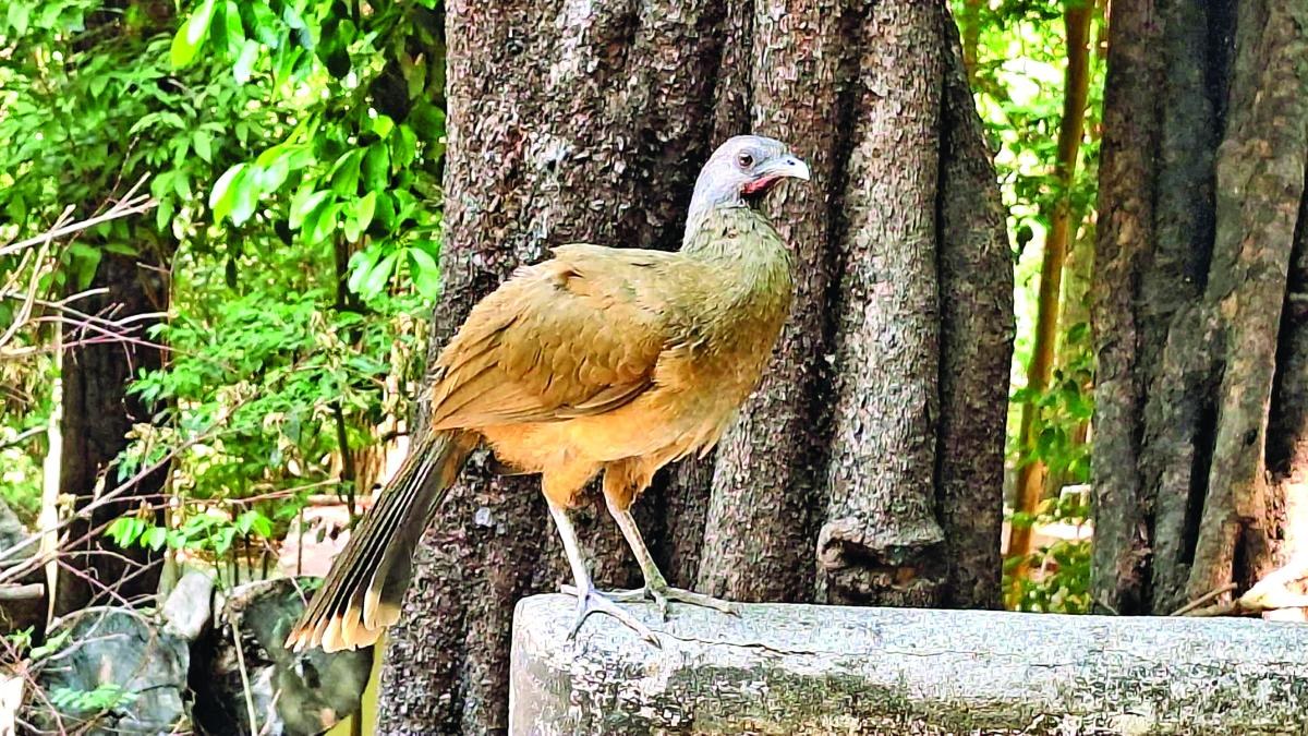 Detectan gripe aviar H7N3 en reserva de Chiapas