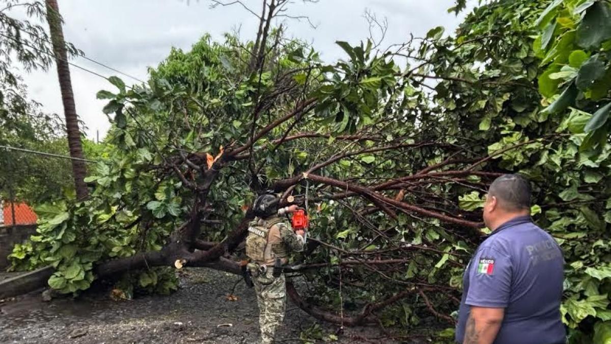Tormenta en Colima provoca caída de 20 árboles