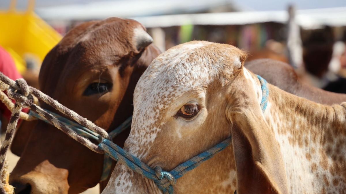 Caída en precio del ganado no reduce costo de carne
