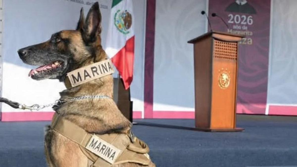 Semar reconoce labor de binomios caninos en Día Mundial del Perro