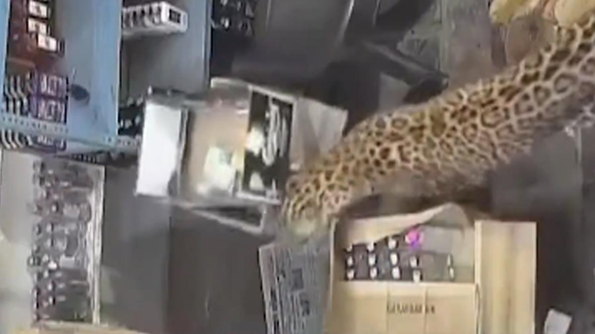Leopardo ataca a empleado dentro de licorería en India