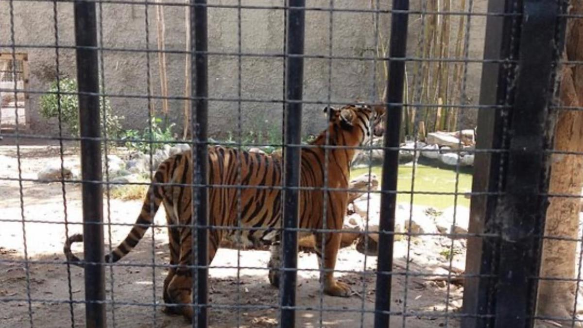 AZCARM ofrece apoyo para reubicar animales en Tijuana
