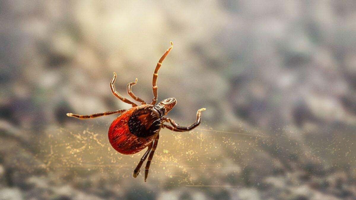 Casos de rickettsia aumentan 78% en México en 2026