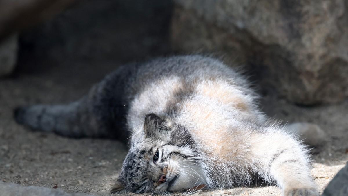 Zoológico japonés exhibe cinco crías de gato de Pallas