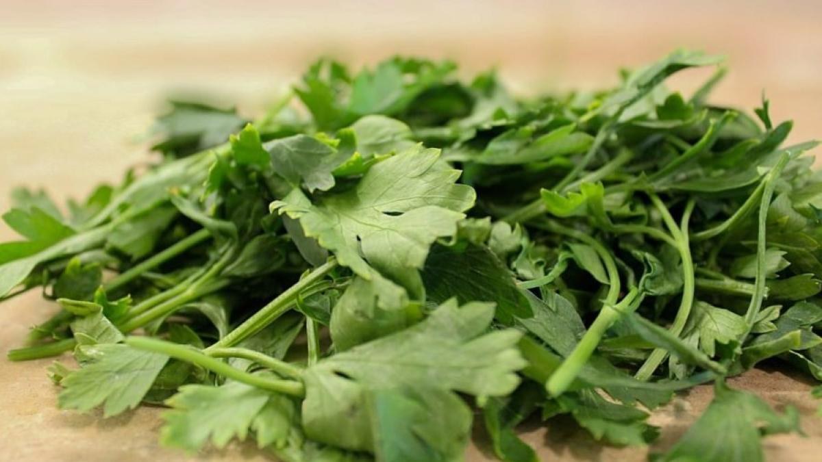 EU investiga cilantro y perejil mexicanos por brote de ciclosporiasis