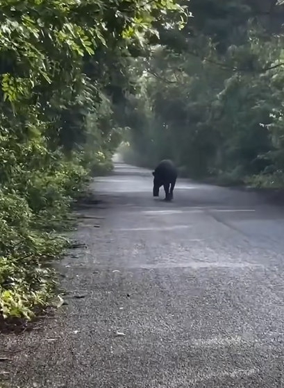 Tapir cruza carretera en Mahahual, llaman a precaución