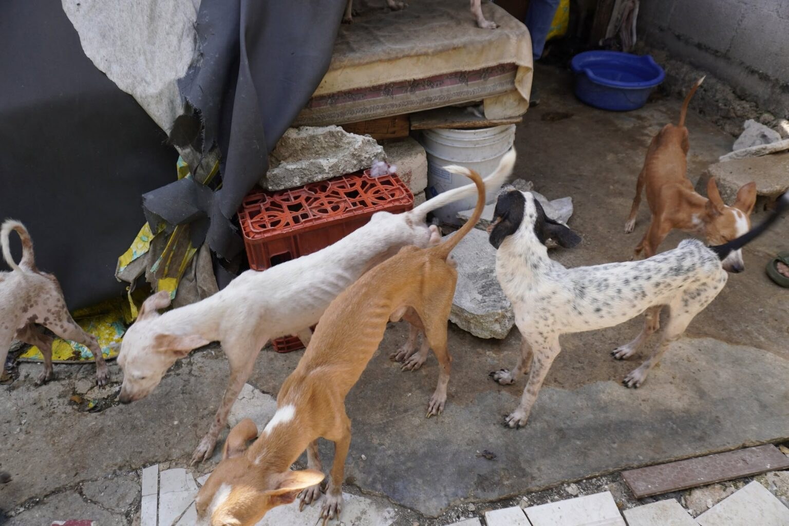 Rescatan 48 perros en estado crítico en Mérida