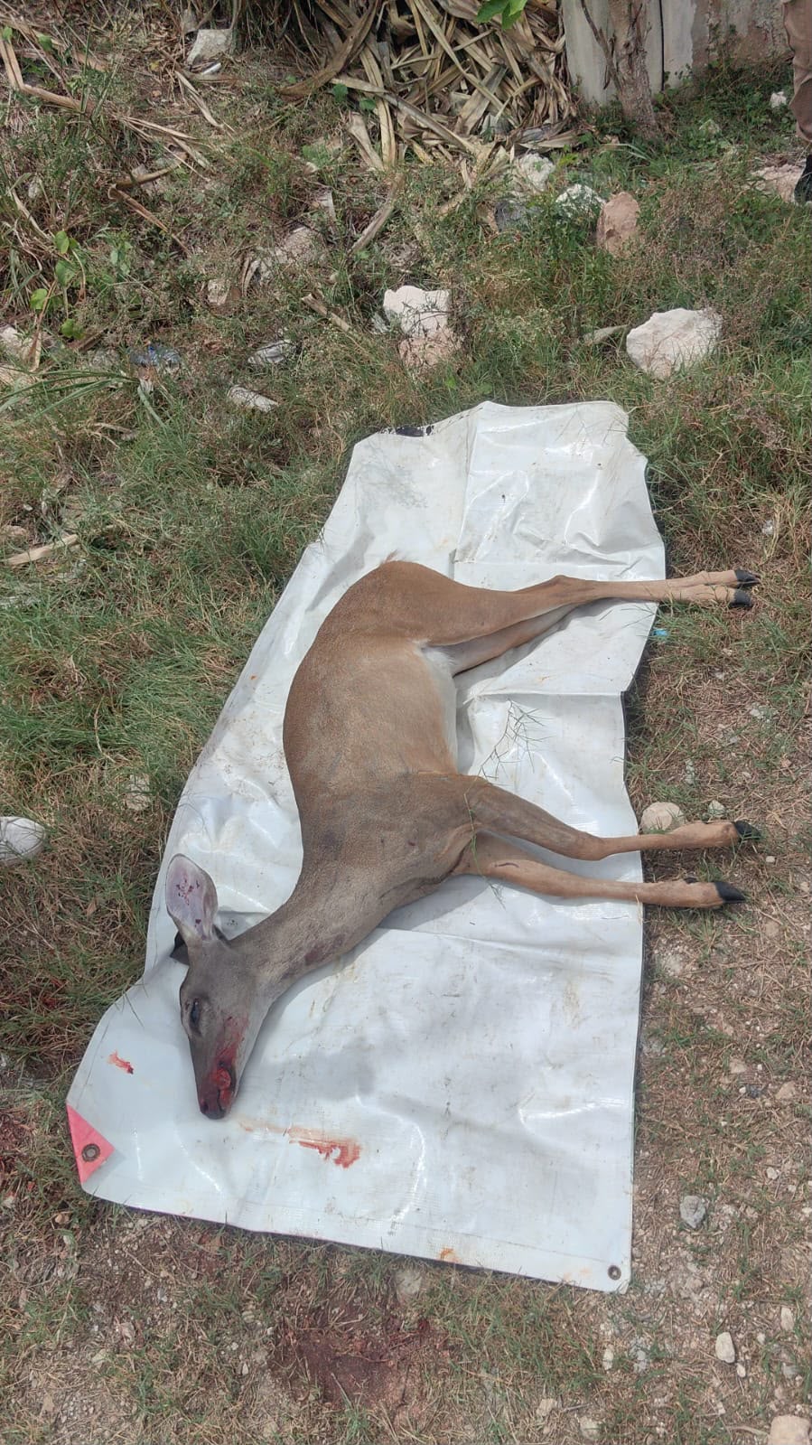 Atropellan venado en carretera 307 de Playa del Carmen