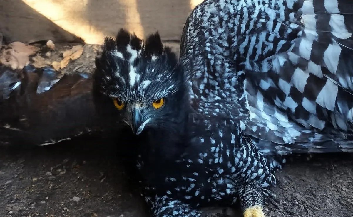 Registran Águila Tirana en Sierra Gorda de Querétaro