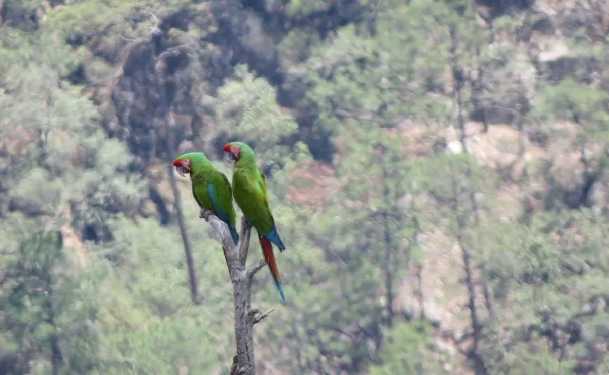 Avistan guacamayas verdes en Chihuahua, especie en peligro