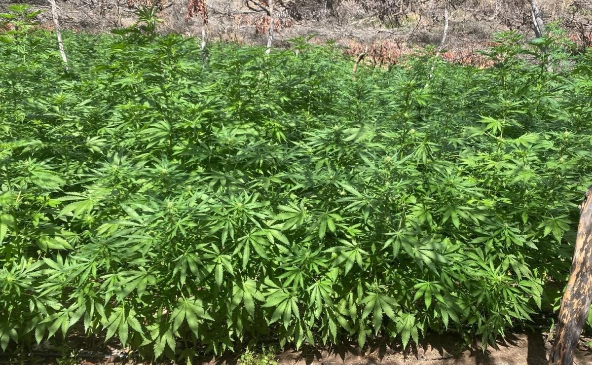 Marina incinera 291 mil plantas de marihuana en Tijuana