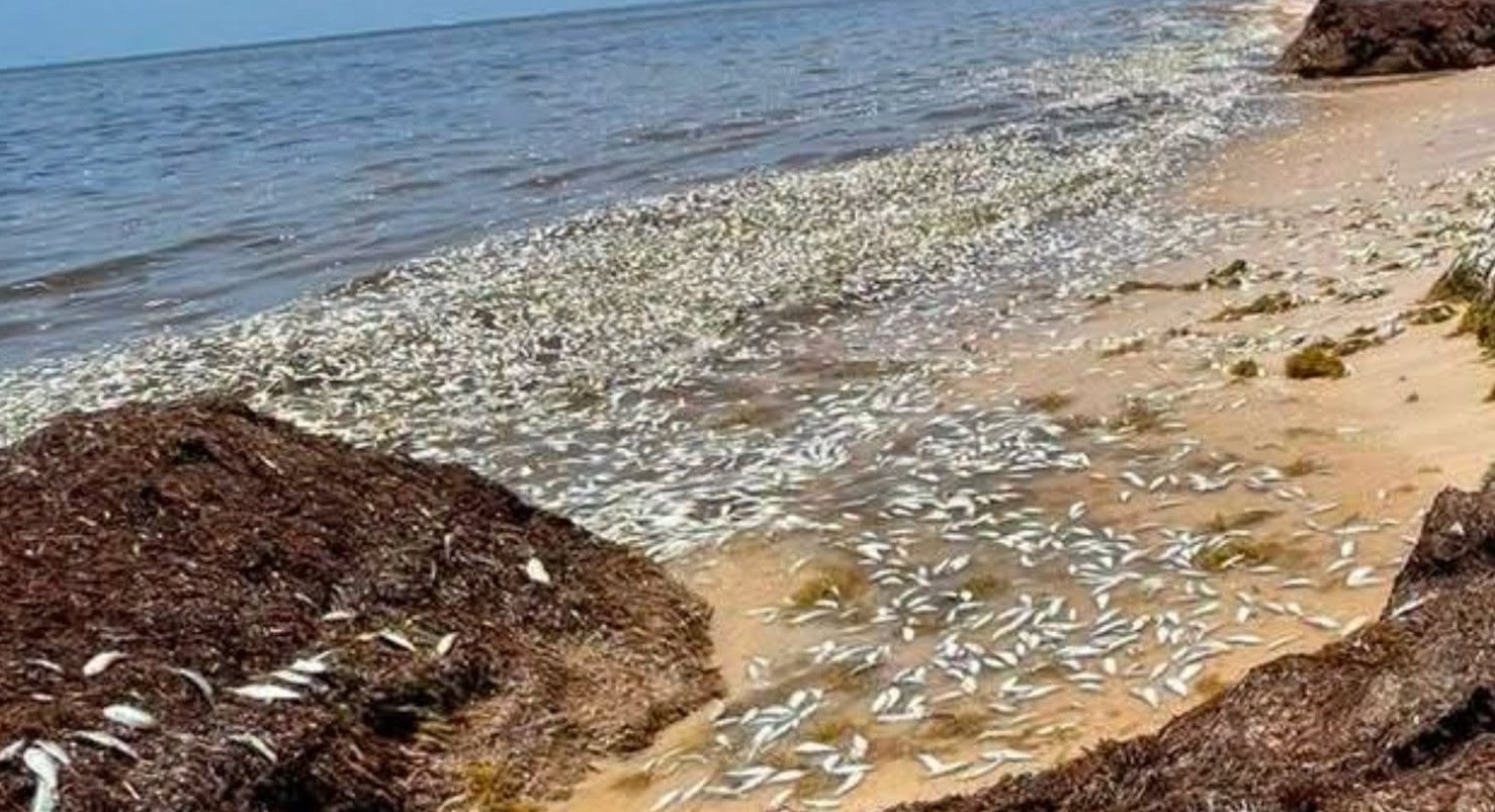 Cientos de peces muertos recalan en Puerto Morelos