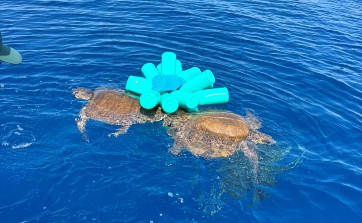 Conanp libera tortugas atrapadas en red fantasma en Islas Marías