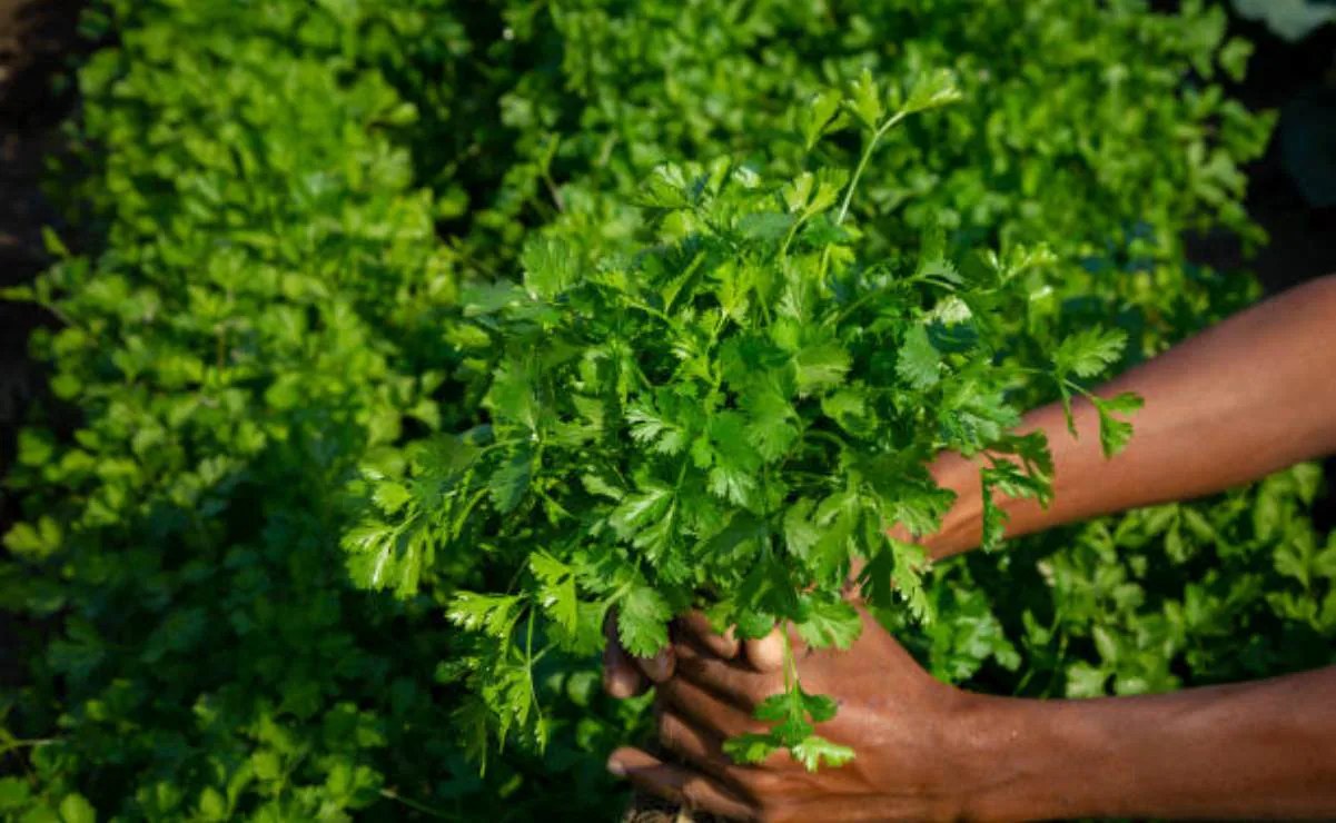 Exdirector FDA vincula cilantro mexicano con brote de ciclosporiasis