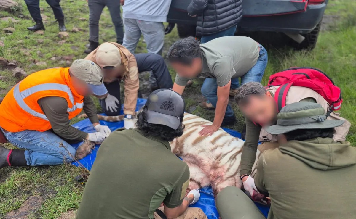 Profepa niega contradicciones en muerte de tigre Kenzo