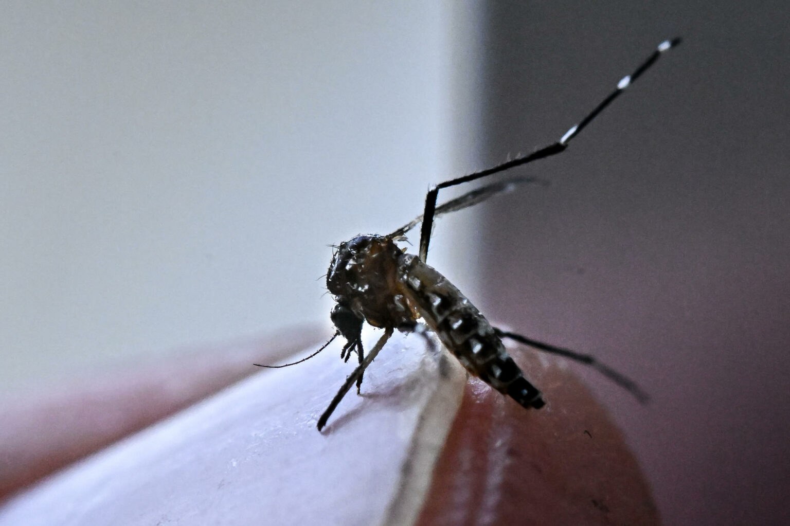 Aumentan casos de dengue en México; suman 7 muertes