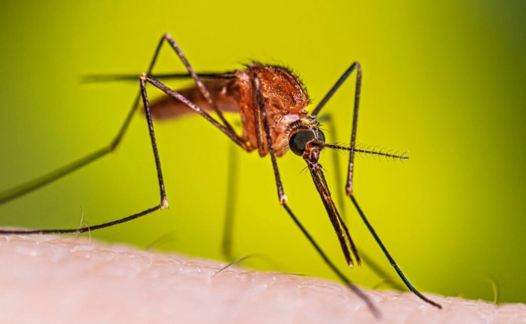 Detectan caso importado de malaria en Jalisco durante Mundial