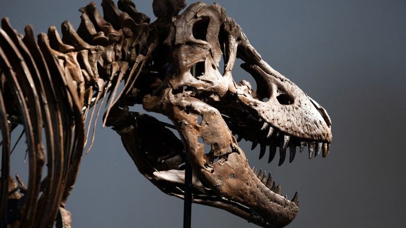 Fósil de T. rex se vende en subasta por 50.1 millones USD