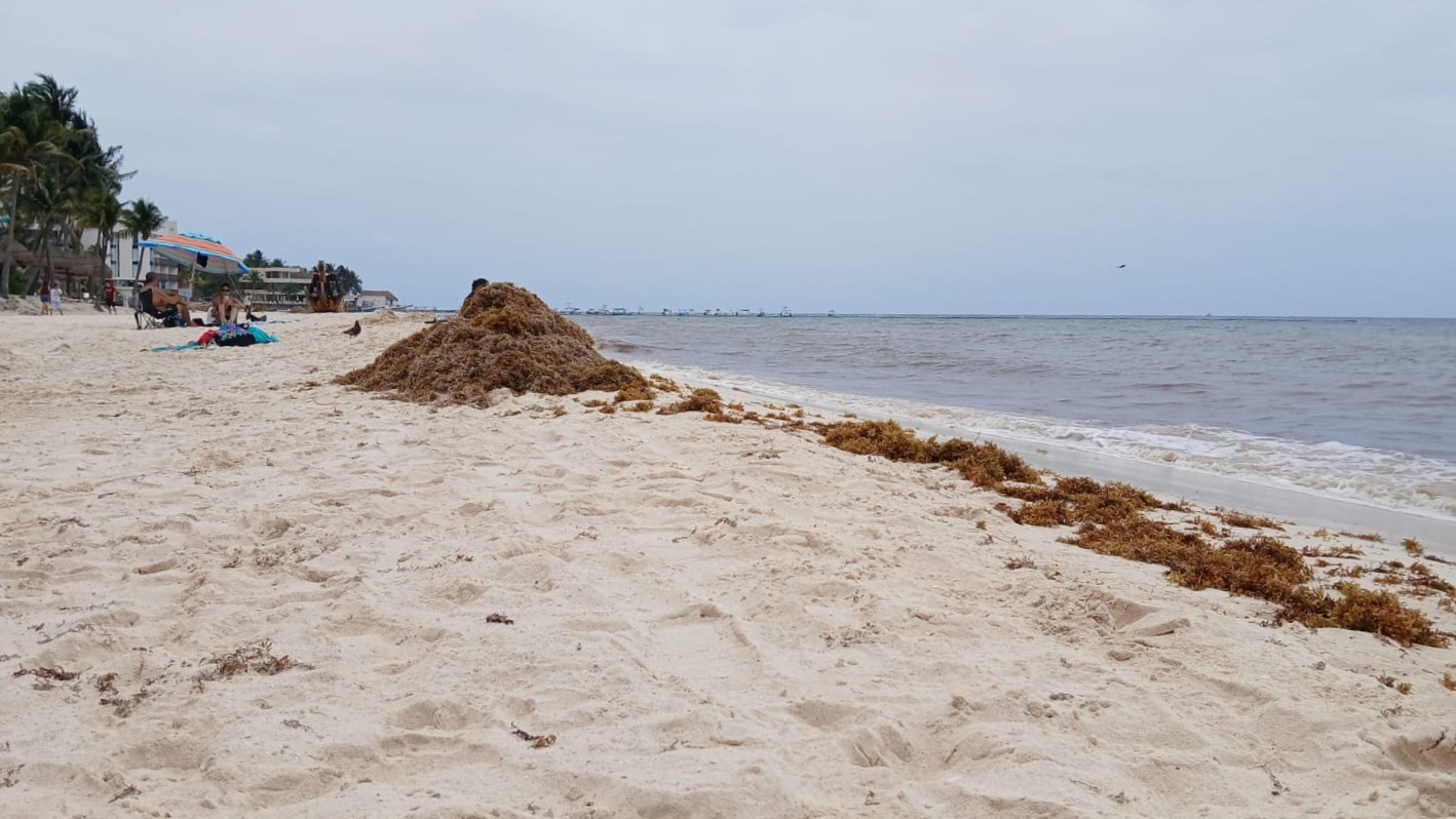 Mejora arribo de sargazo en Playa del Carmen, alertan hoteleros
