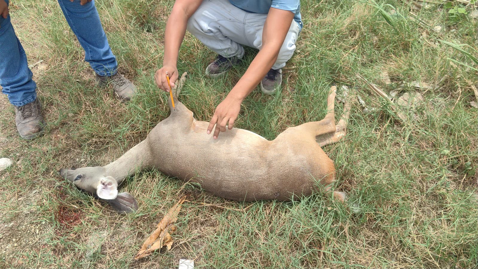 Atropellan venado en carretera 307 de Playa del Carmen