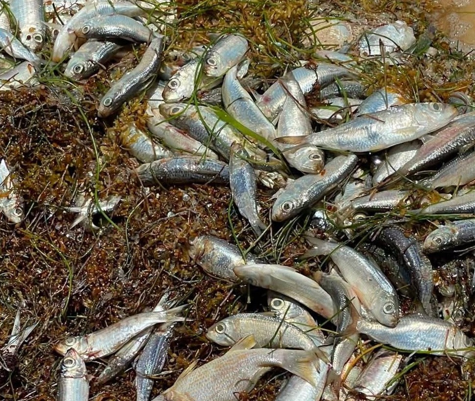 Cientos de peces muertos recalan en Puerto Morelos