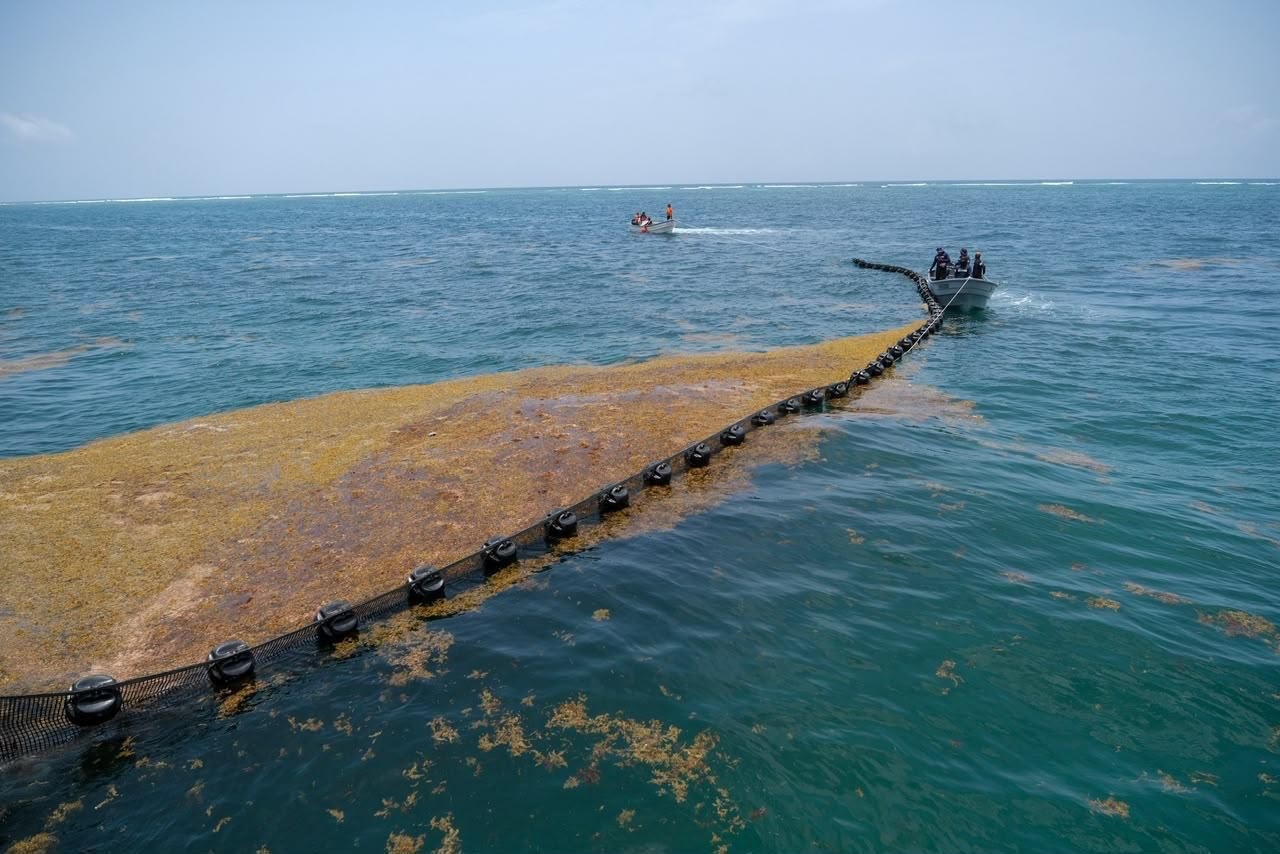 Gobierno destina 2 mil mdp para atender sargazo en Quintana Roo