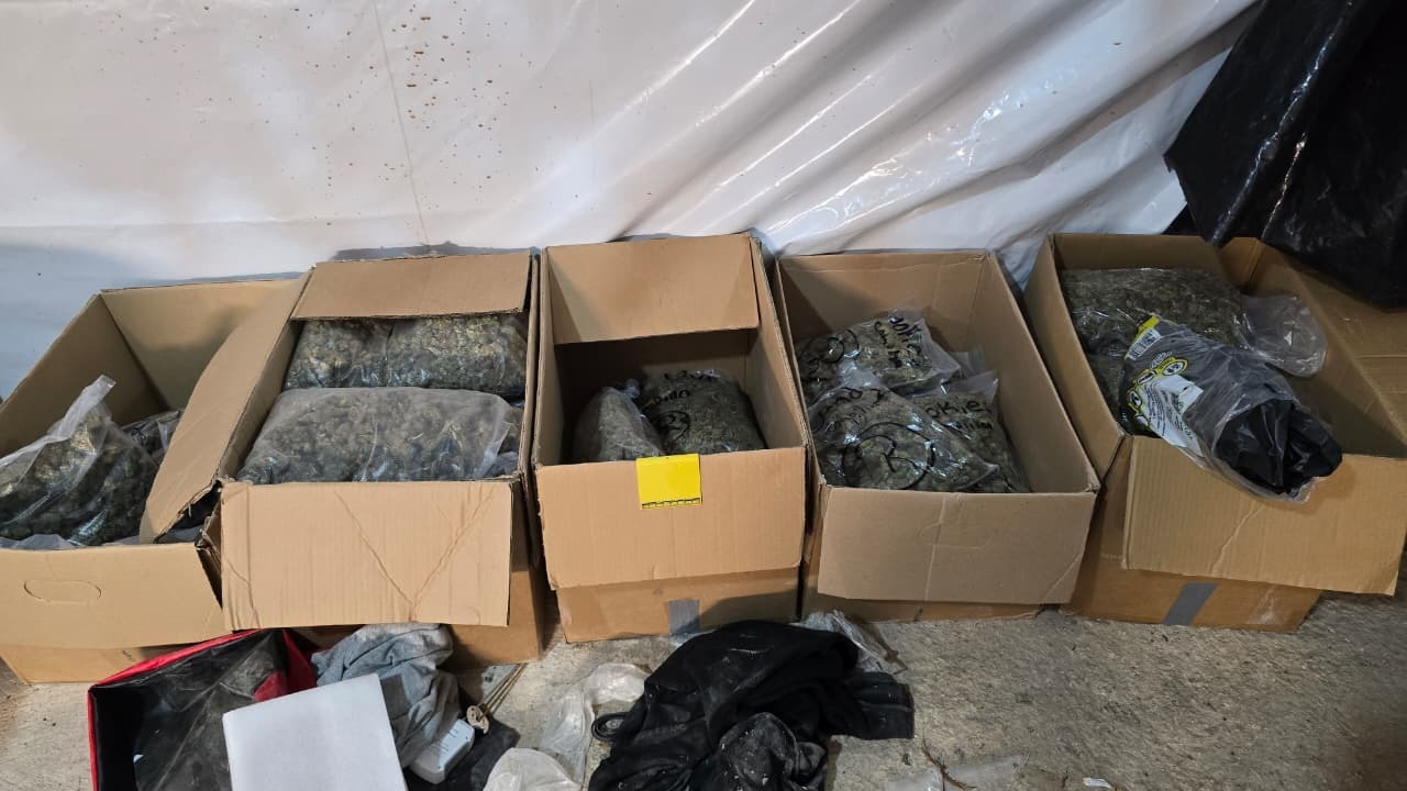 Desmantelan dos narcoviveros en Benito Juárez y Playa del Carmen