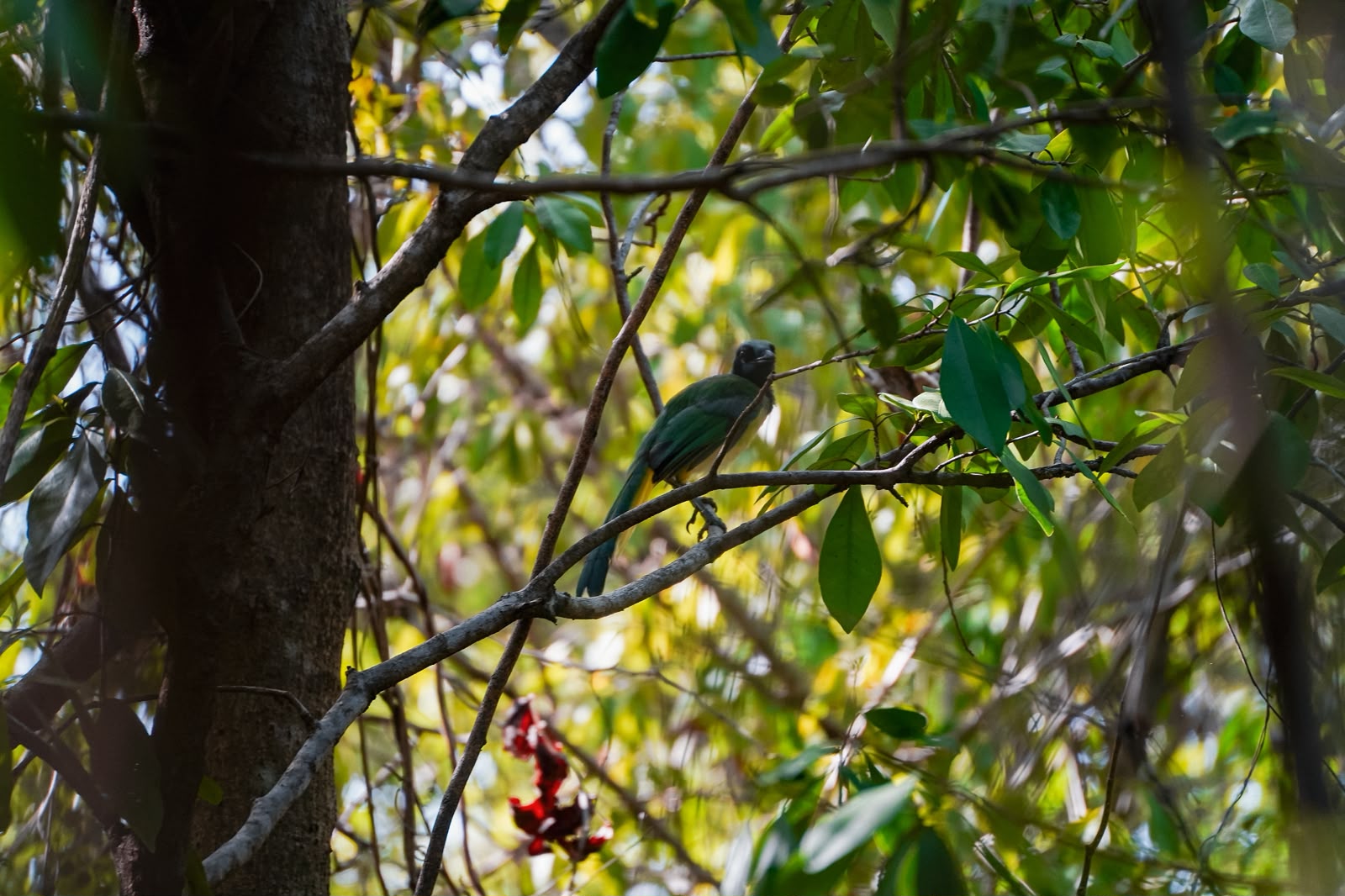 Benito Juárez impulsa cuidado de biodiversidad con pajareada