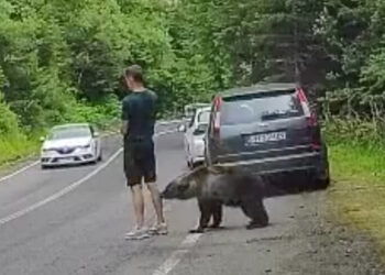 VIDEO: ¡Ni cuenta se dio! Oso lo muerde y su reacción sorprende
