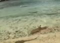 VIDEO: Tiburones en Cancún atacan a una mantarraya