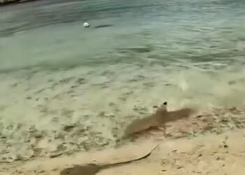 VIDEO: Tiburones en Cancún atacan a una  mantarraya