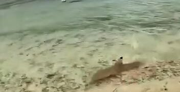VIDEO: Tiburones en Cancún atacan a una mantarraya