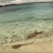 VIDEO: Tiburones en Cancún atacan a una mantarraya