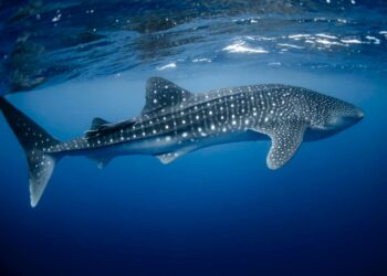 Isla Mujeres prepara Festival del Tiburón Ballena 2026
