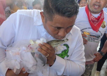 VIDEO🐊 Alcalde de Oaxaca se casa con una caimán