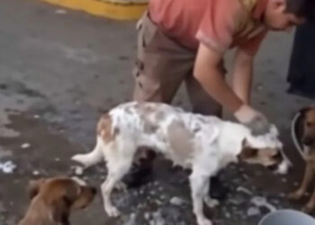 VIDEO: Joven pierde su empleo por cuidar a perros callejeros