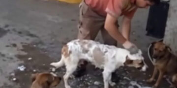 VIDEO: Joven pierde su empleo por cuidar a perros callejeros