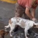 VIDEO: Joven pierde su empleo por cuidar a perros callejeros