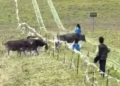 VIDEO; Niña muere tras ser pateada por una vaca